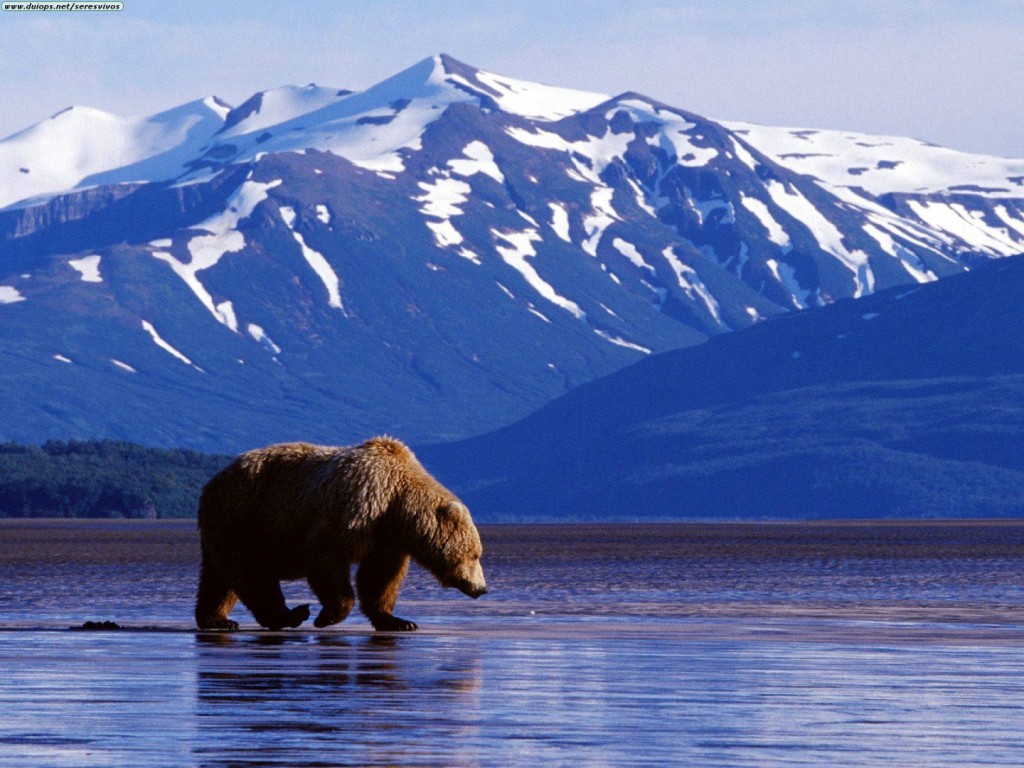 Papel de parede Urso Pescando no Alaska para download gratuito. Use no computador pc, mac, macbook, celular, smartphone, iPhone, onde quiser!