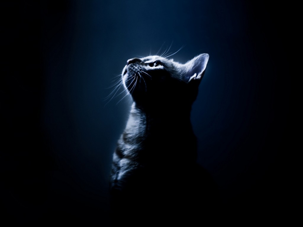 Papel de parede Gato Iluminado para download gratuito. Use no computador pc, mac, macbook, celular, smartphone, iPhone, onde quiser!