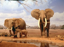 Papel de parede Família de Elefantes