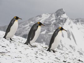 Papel de parede Pinguins em Fila