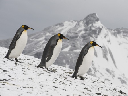 Papel de parede Pinguins em Fila para download gratuito. Use no computador pc, mac, macbook, celular, smartphone, iPhone, onde quiser!