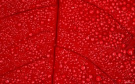 Papel de parede Folha Vermelha com Gotas