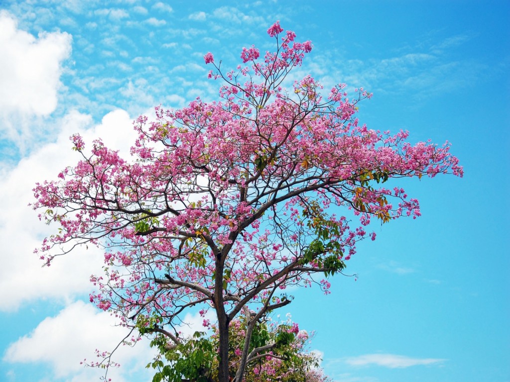 Papel de parede Árvore de Flor de Cerejeira para download gratuito. Use no computador pc, mac, macbook, celular, smartphone, iPhone, onde quiser!