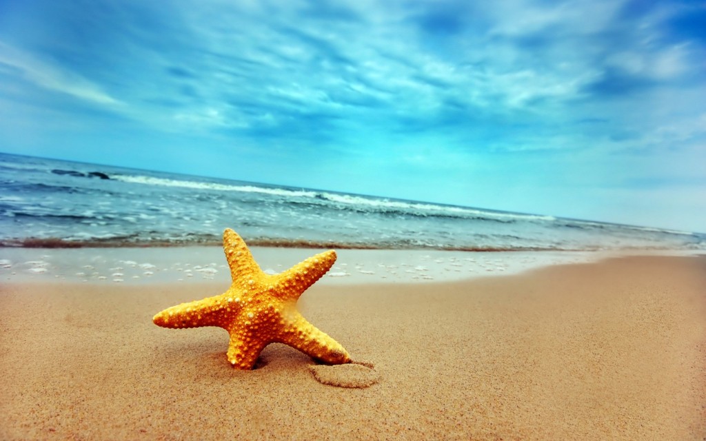 Papel de parede Estrela-do-Mar na Praia para download gratuito. Use no computador pc, mac, macbook, celular, smartphone, iPhone, onde quiser!