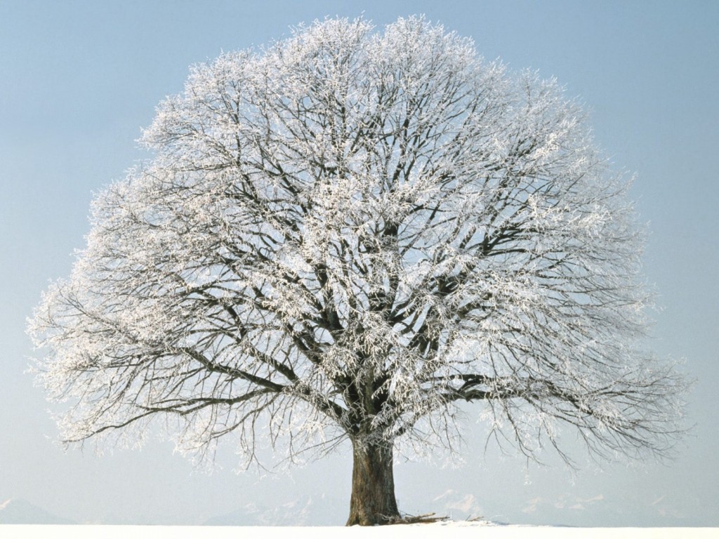 Papel de parede Árvore no Inverno para download gratuito. Use no computador pc, mac, macbook, celular, smartphone, iPhone, onde quiser!