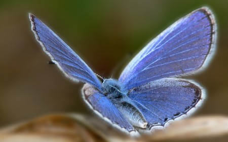 Papel de parede Borboleta Azul para download gratuito. Use no computador pc, mac, macbook, celular, smartphone, iPhone, onde quiser!