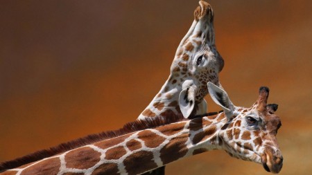 Papel de parede Girafas Carinhosas para download gratuito. Use no computador pc, mac, macbook, celular, smartphone, iPhone, onde quiser!