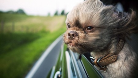 Papel de parede Cachorro na Janela do Carro para download gratuito. Use no computador pc, mac, macbook, celular, smartphone, iPhone, onde quiser!