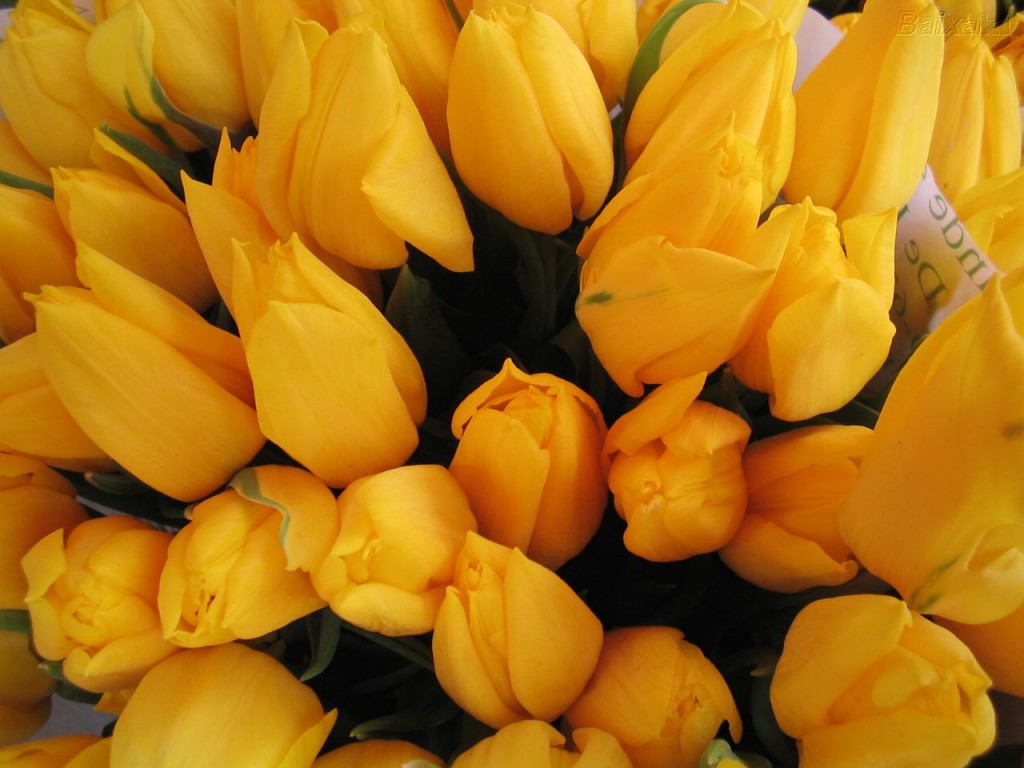 Papel de parede Tulipas Amarelas para download gratuito. Use no computador pc, mac, macbook, celular, smartphone, iPhone, onde quiser!