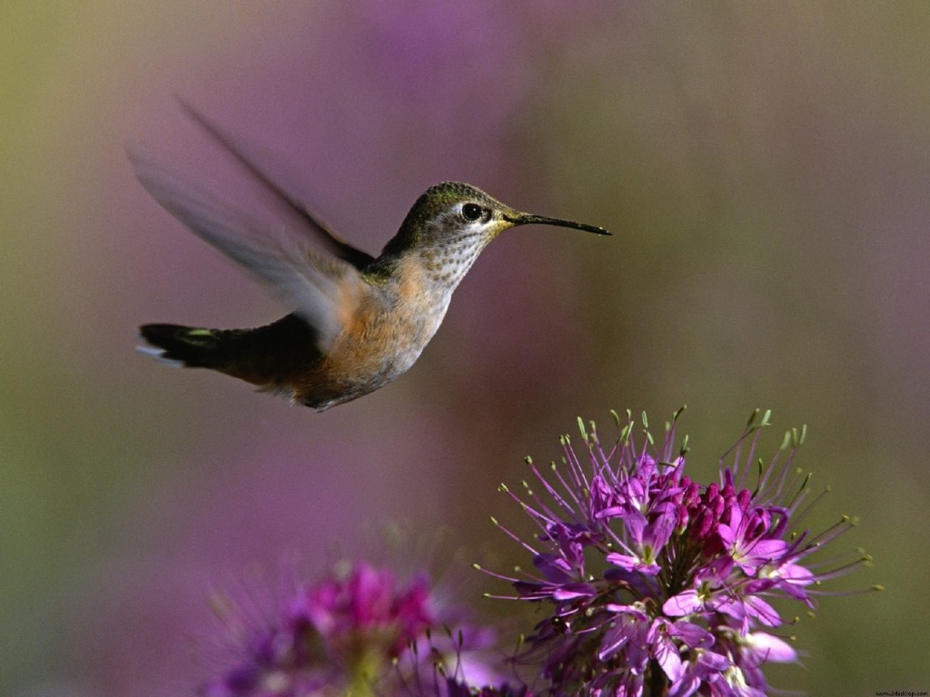 Papel de parede Beija-Flor – Pássaro para download gratuito. Use no computador pc, mac, macbook, celular, smartphone, iPhone, onde quiser!