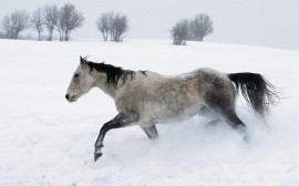 Papel de parede Cavalo – Correndo na Neve