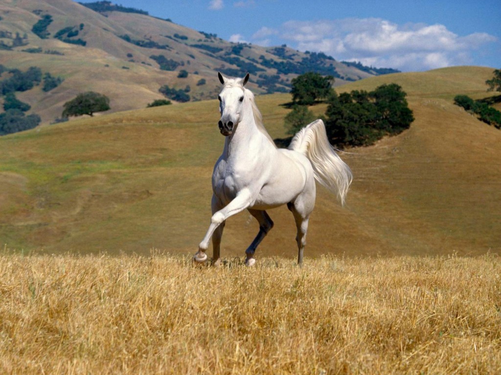 Papel de parede Cavalo – No Campo para download gratuito. Use no computador pc, mac, macbook, celular, smartphone, iPhone, onde quiser!