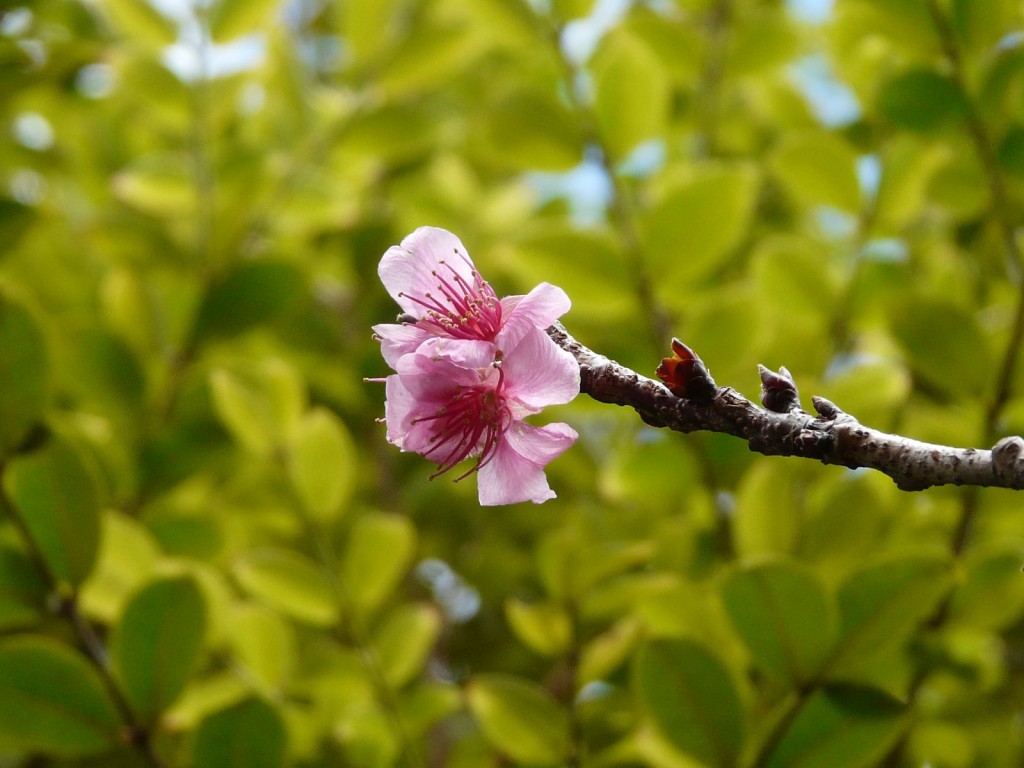 Papel de parede Flores de Cerejeira na Ponta do Galho para download gratuito. Use no computador pc, mac, macbook, celular, smartphone, iPhone, onde quiser!
