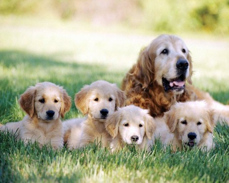 Papel de parede Família de Cães para download gratuito. Use no computador pc, mac, macbook, celular, smartphone, iPhone, onde quiser!