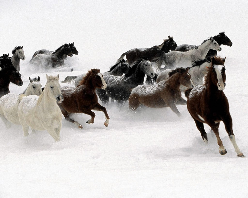 Papel de parede Cavalos Galopando na Neve para download gratuito. Use no computador pc, mac, macbook, celular, smartphone, iPhone, onde quiser!