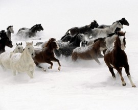 Papel de parede Cavalos Galopando na Neve