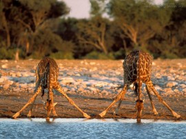 Papel de parede Girafas Bebendo Água