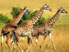 Papel de parede Trio de Girafas
