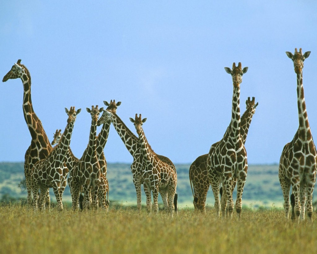Papel de parede Bando de Girafas para download gratuito. Use no computador pc, mac, macbook, celular, smartphone, iPhone, onde quiser!