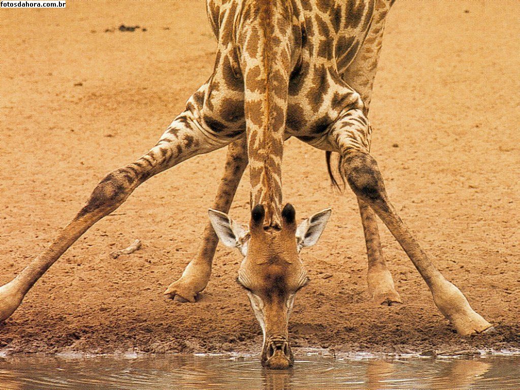 Papel de parede Girafa Bebendo Água para download gratuito. Use no computador pc, mac, macbook, celular, smartphone, iPhone, onde quiser!
