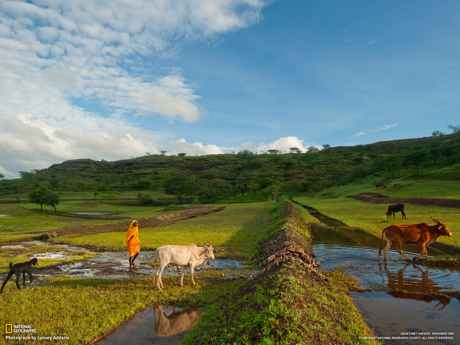 Papel De Parede índia Campo Wallpaper Para Download No Celular Ou