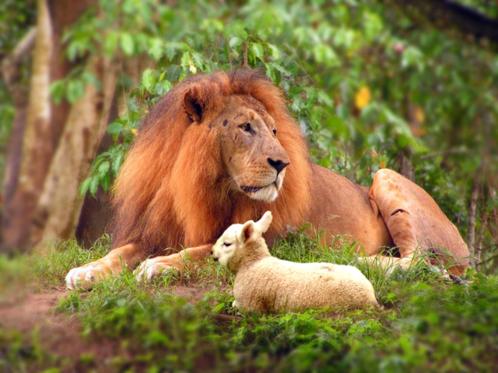 Resultado de imagem para imagens de leão e ovelhas