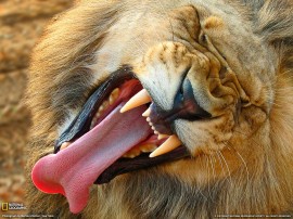 Papel de parede Leão – Amedrontador