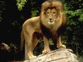 Papel de parede Leão – Rei da Selva