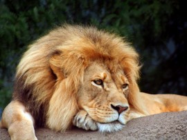 Papel de parede Leão – Cansado