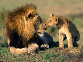 Papel de parede Leão – Pai e Filho