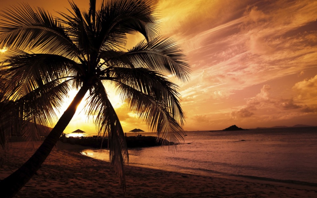 Papel de parede Pôr-do-sol na Praia: Palmeira para download gratuito. Use no computador pc, mac, macbook, celular, smartphone, iPhone, onde quiser!