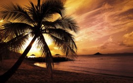Papel de parede Pôr-do-sol na Praia: Palmeira