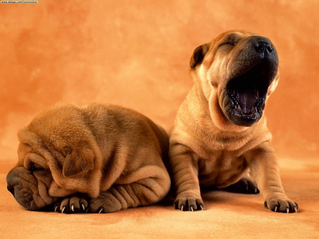 Papel de parede Shar-Pei Bocejando para download gratuito. Use no computador pc, mac, macbook, celular, smartphone, iPhone, onde quiser!