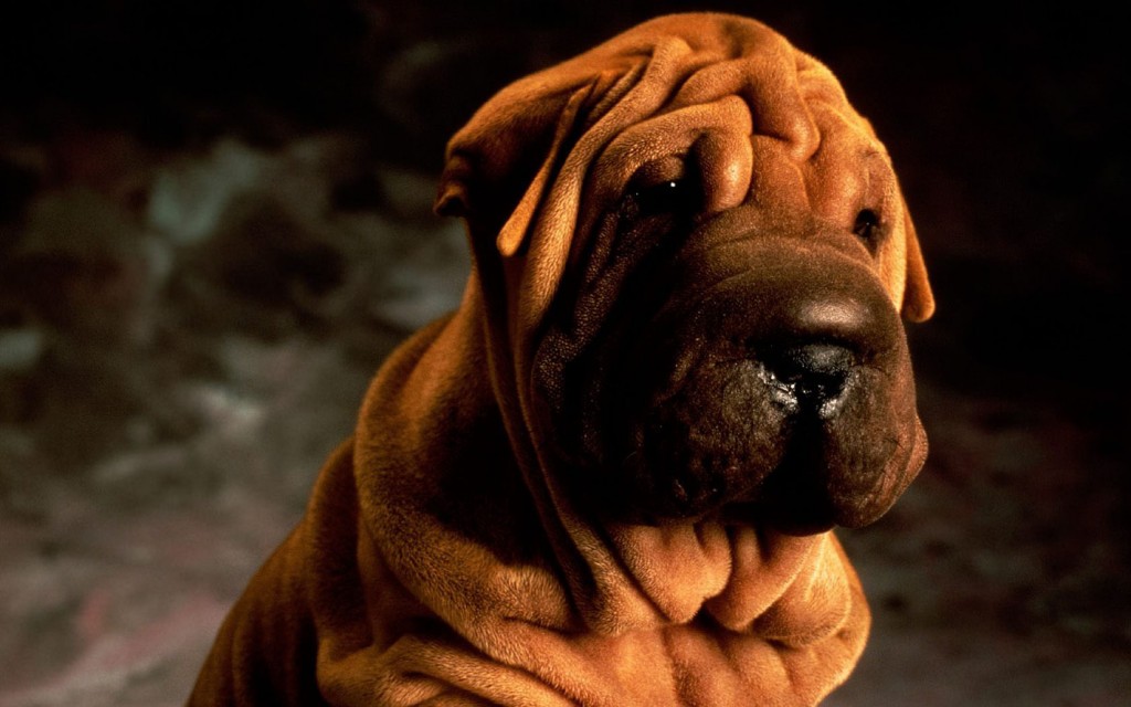 Papel de parede Cachorro Shar-Pei para download gratuito. Use no computador pc, mac, macbook, celular, smartphone, iPhone, onde quiser!