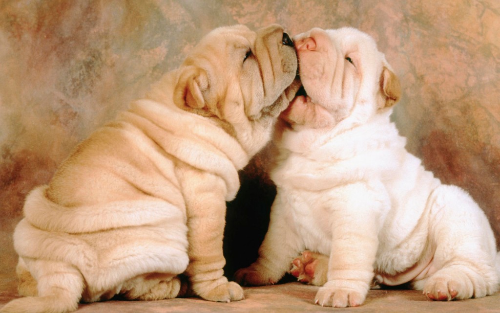 Papel de parede Beijo de Shar-Pei para download gratuito. Use no computador pc, mac, macbook, celular, smartphone, iPhone, onde quiser!