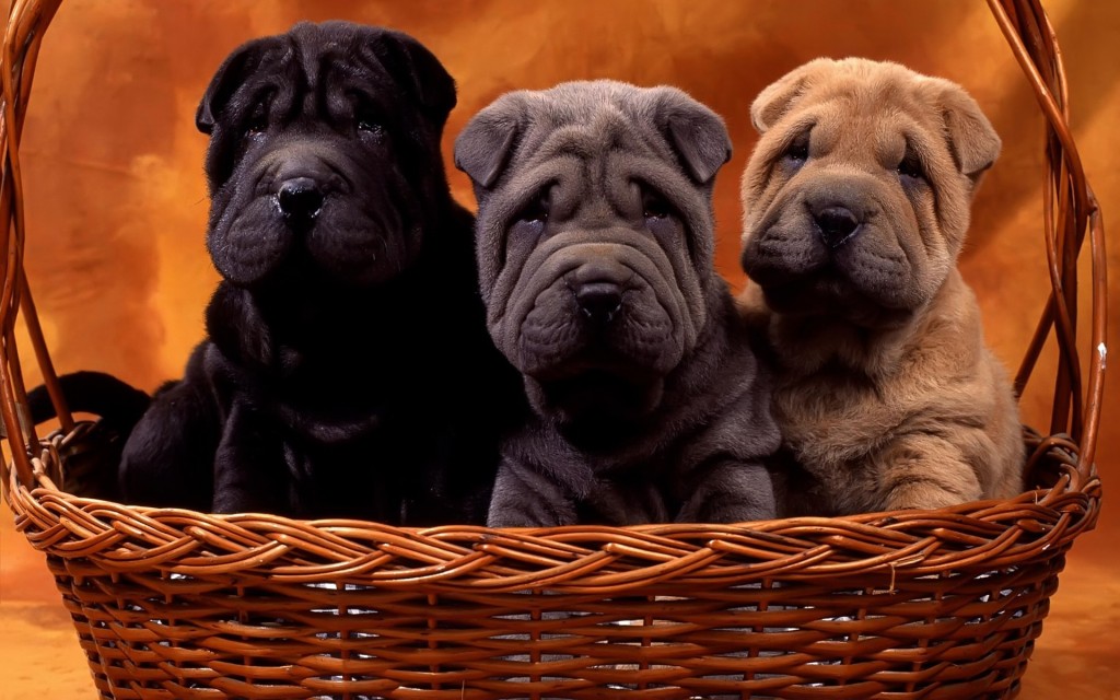 Papel de parede Shar-Pei e Suas Cores para download gratuito. Use no computador pc, mac, macbook, celular, smartphone, iPhone, onde quiser!