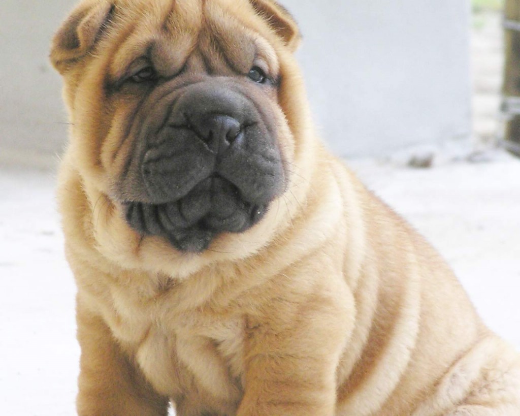 Papel de parede Cão Shar-Pei para download gratuito. Use no computador pc, mac, macbook, celular, smartphone, iPhone, onde quiser!