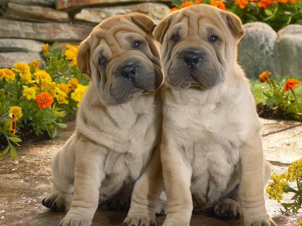 Papel de parede Shar-Pei Fofo para download gratuito. Use no computador pc, mac, macbook, celular, smartphone, iPhone, onde quiser!