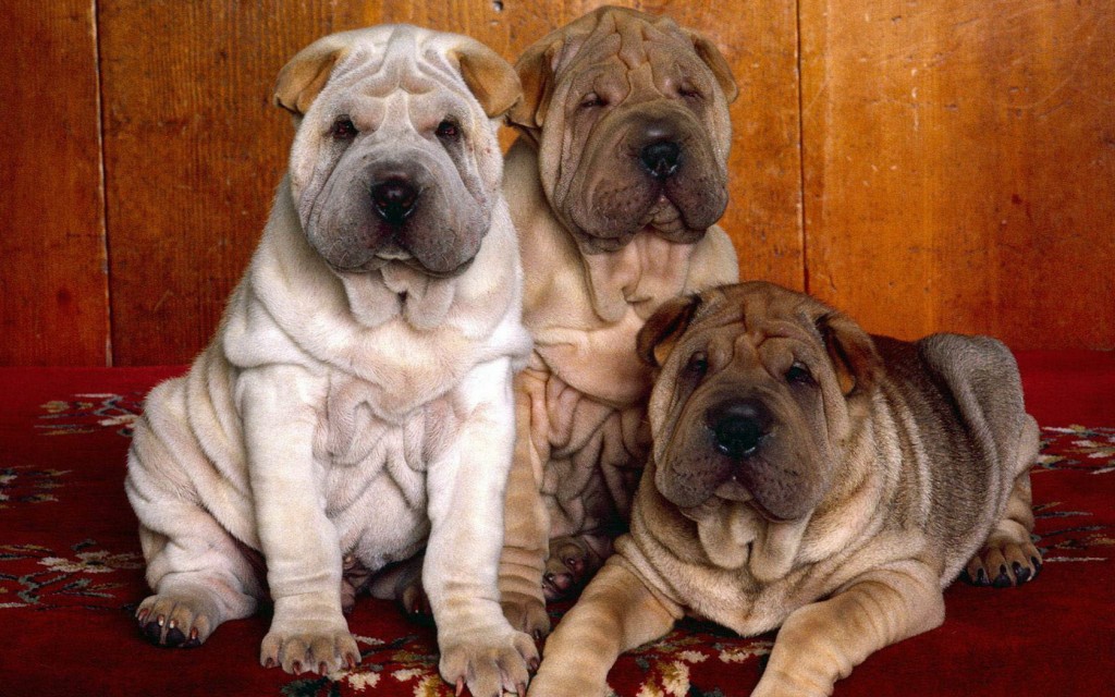 Papel de parede Cães da Raça Shar-Pei para download gratuito. Use no computador pc, mac, macbook, celular, smartphone, iPhone, onde quiser!