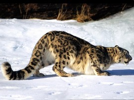 Papel de parede Leopardo da Neve Caçando