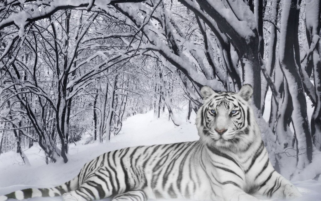 Papel de parede Tigre Albino na Floresta com Neve para download gratuito. Use no computador pc, mac, macbook, celular, smartphone, iPhone, onde quiser!