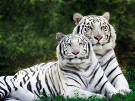 Papel de parede Dois Tigres Albinos