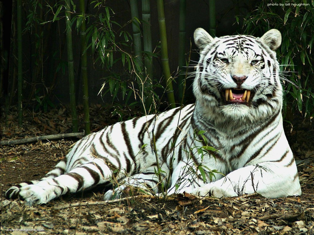 Papel de parede Tigre Albino na Floresta para download gratuito. Use no computador pc, mac, macbook, celular, smartphone, iPhone, onde quiser!