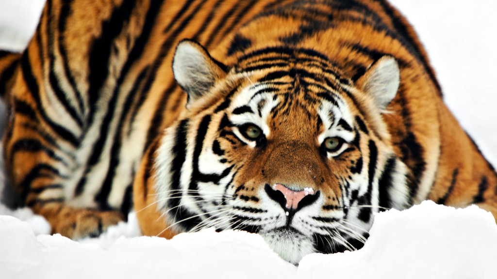 Papel de parede Tigre Deitado na Neve para download gratuito. Use no computador pc, mac, macbook, celular, smartphone, iPhone, onde quiser!