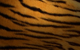 Papel de parede Pele de Tigre