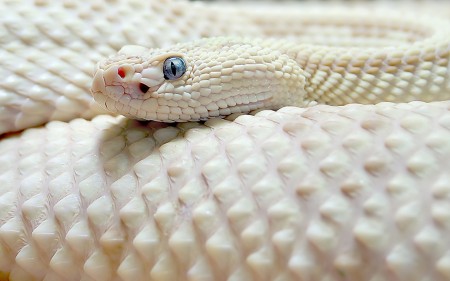 Papel de parede Cobra Branca para download gratuito. Use no computador pc, mac, macbook, celular, smartphone, iPhone, onde quiser!