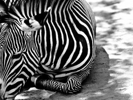 Papel de parede Zebra Deitada