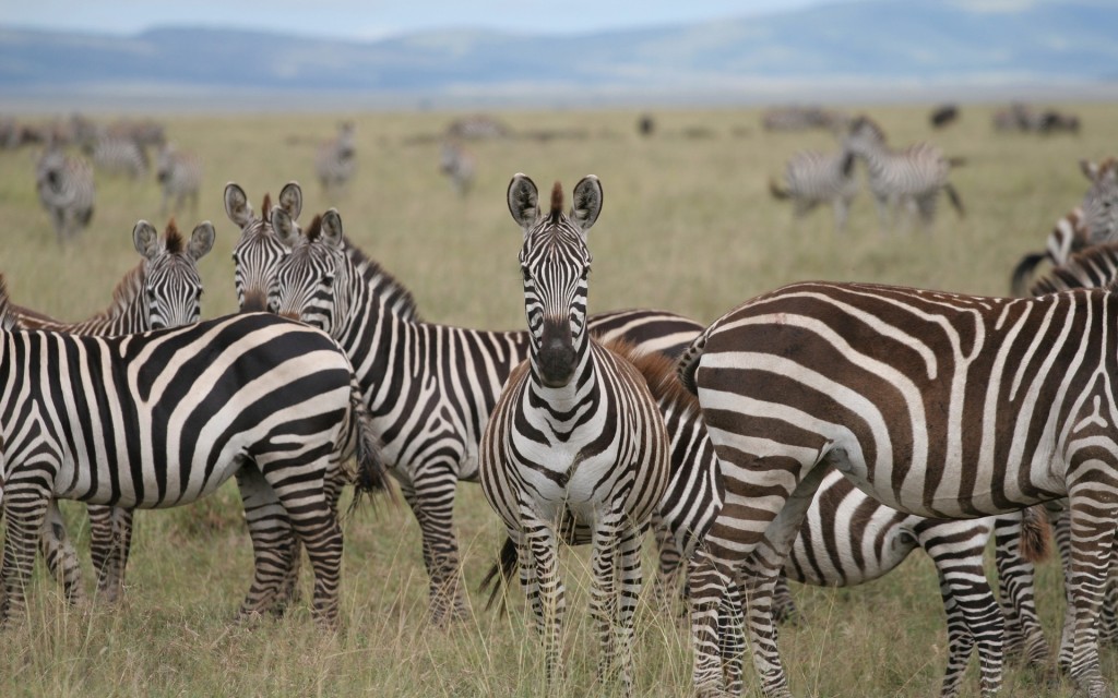 Papel de parede Zebras no Campo para download gratuito. Use no computador pc, mac, macbook, celular, smartphone, iPhone, onde quiser!