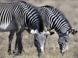 Papel de parede Zebras Pastando
