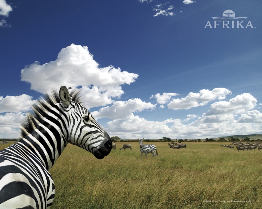 Papel de parede Zebra da África para download gratuito. Use no computador pc, mac, macbook, celular, smartphone, iPhone, onde quiser!